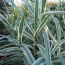 Arundo donax var. versicolor