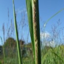 Calamagrostis brachytricha