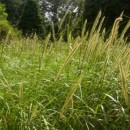 Calamagrostis brachytricha