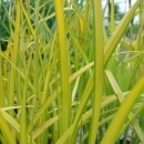 Carex elata Aurea 