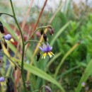 Dianella tasmanica