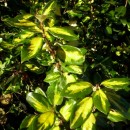 Elaeagnus x ebbingei Limelight