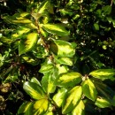 Elaeagnus x ebbingei Limelight