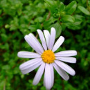 Felicia petiolata