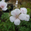 Geranium clarkei Kashmir White