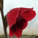 Gladiolus papilio Ruby