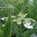 Hydrangea macrophylla Lanarth White