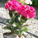 Hydrangea macrophylla Merveille Sanguine