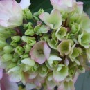 Hydrangea macrophylla Nigra