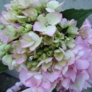 Hydrangea macrophylla Nigra