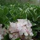 Hydrangea macrophylla Tricolor