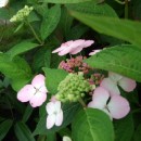 Hydrangea serrata Bluebird