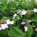 Hydrangea serrata Bluebird