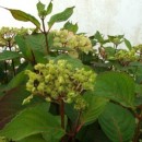 Hydrangea serrata Preziosa