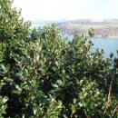 Ilex aquifolium