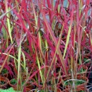 Imperata cylindrica Rubra 