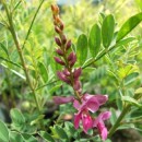 Indigofera heterantha