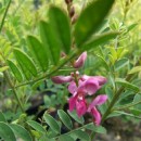 Indigofera heterantha