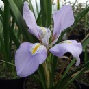 Iris unguicularis