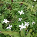 Jasminum officinale