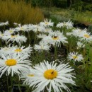 Leucanthemum x superbum Phyllis Smith