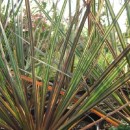 Libertia ixioides Tricolor