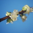 Lonicera x purpusii Winter Beauty