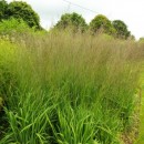 Molinia caerulea Transparent