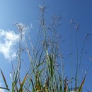 Molinia caerulea arundinacea Skyracer