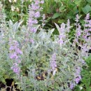 Nepeta Six Hills Giant