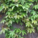 Parthenocissus quinquifolia
