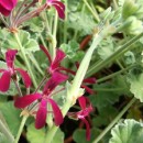 Pelargonium sidoides