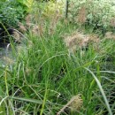 Pennisetum alopecuroides Little Bunny