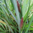 Pennisetum alopecuroides Moudry