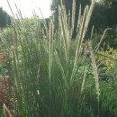 Pennisetum macrourum