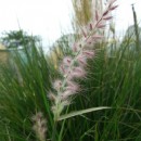 Pennisetum orientale