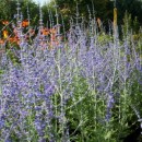 Perovskia atriplicifolia Blue Spire