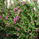 Polygala myrtifolia Grandiflora 