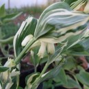 Polygonatum x hybridum Striatum