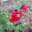 Salvia Dyson's Crimson