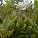 Solanum laxum Aureovariegatum