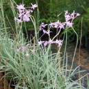 Tulbaghia violacea 'Silver Lace'