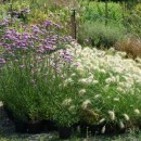 Verbena bonariensis