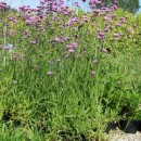 Verbena bonariensis