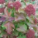 Viburnum sargentii Onondaga