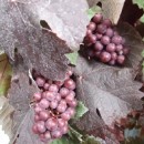 Vitis vinifera Purpurea