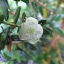 Myrtus communis tarentina