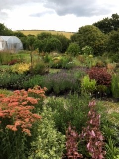 View of the plants on the nursery in august