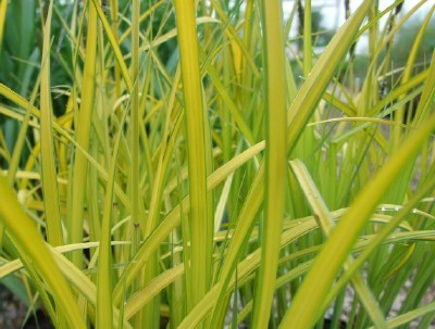 Carex elata Aurea