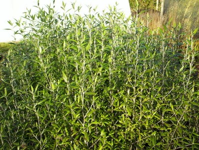 Corokia buddlejoides